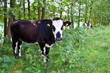 Black And White Cow Royalty Free Stock Photos