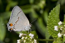Gray Hairstreak Butteryfly On White Lantana Blooms Stock Photo