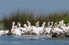 White Pelicans Colony Royalty Free Stock Image White Pelicans Colony Royalty Free Stock Image