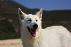 White Dog Royalty Free Stock Images
