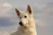 White Dog Royalty Free Stock Image