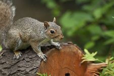 Eastern Gray Squirrel Royalty Free Stock Images