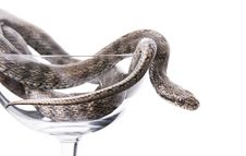 The Snake Lies In A Goblet Royalty Free Stock Image