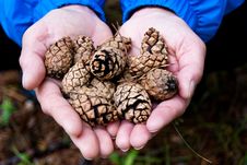 Fir Cones In The Palms Stock Image