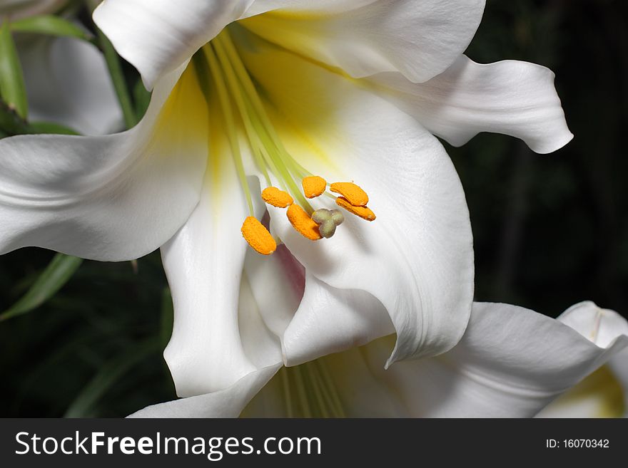 White lily on dark background