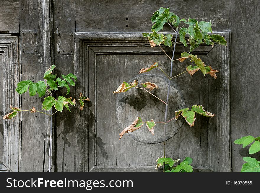Withering plant against shabby door background in the early fall