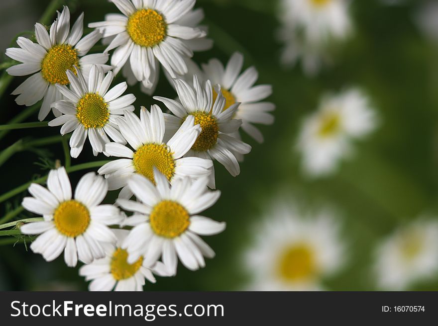 Year bouquet wild camomiles on blur background