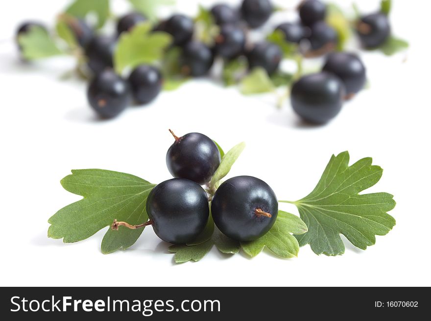 Golden Currant on white background (Ribes aureum)