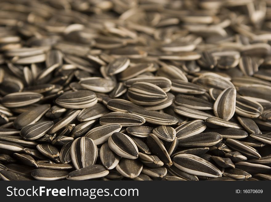 Sunflower seeds viewed in close up