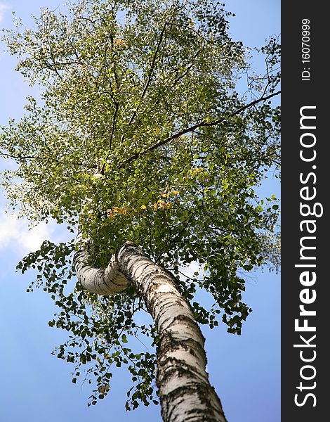 Birch photographed in an unusual perspective