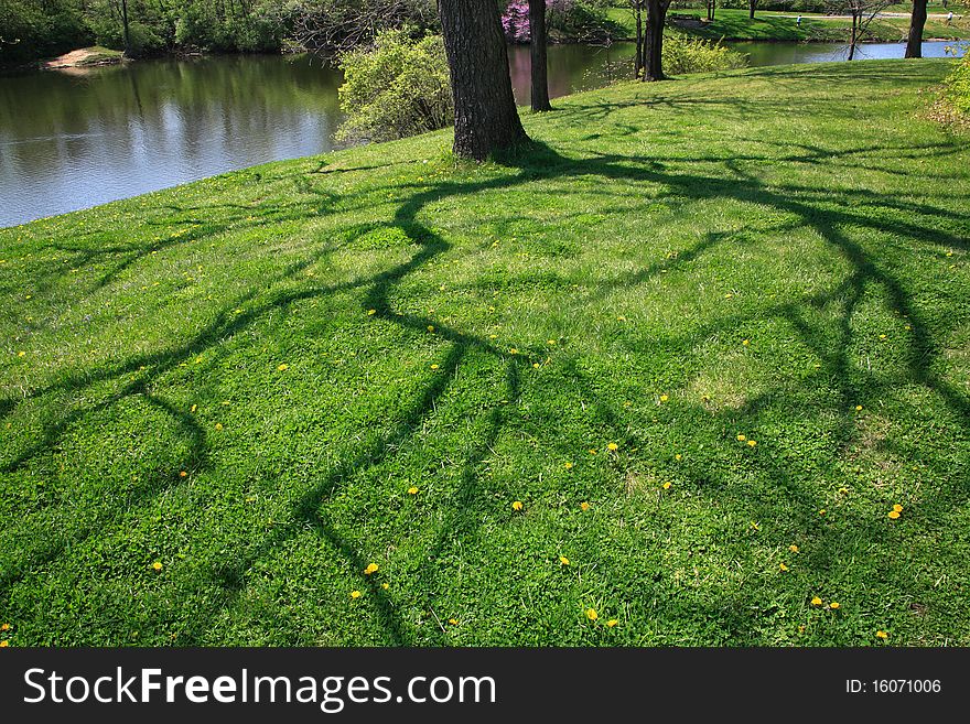 Shadow Of A Tree On Grass During Springtime At The Park With Fishing Lake In The Background, Mason Ohio. Shadow Of A Tree On Grass During Springtime At The Park With Fishing Lake In The Background, Mason Ohio