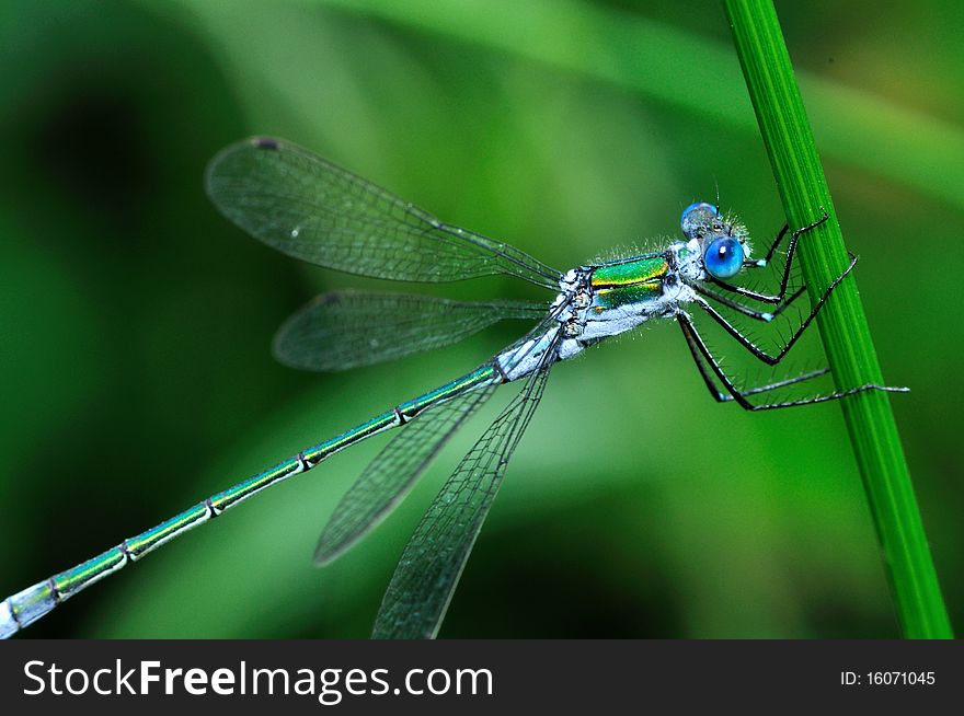 Macro of a tiny blue dragonfly on caulis. Macro of a tiny blue dragonfly on caulis