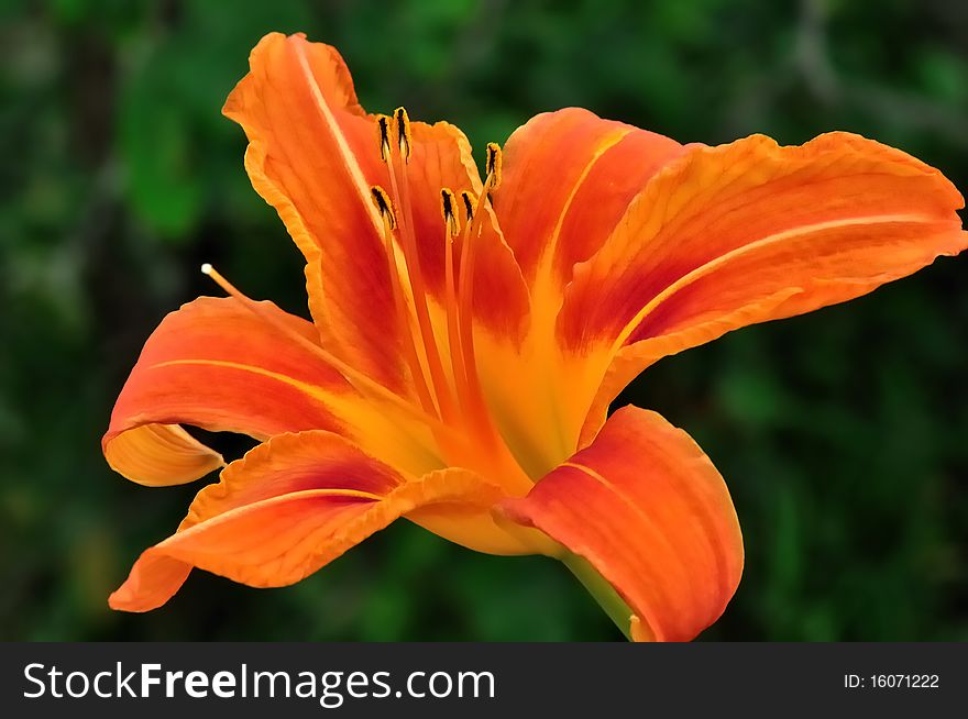 Close up orange day-lily in the summer time. Close up orange day-lily in the summer time