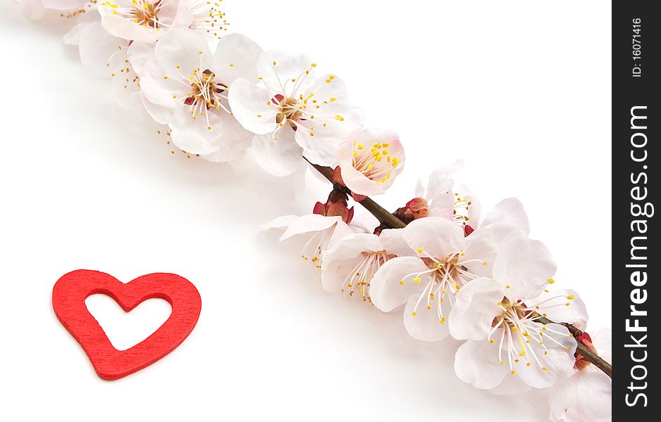 Heart and sakura. Nature composition. Conceptual design.