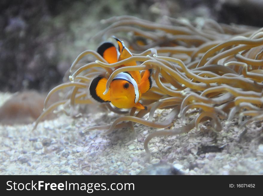 A single Clown fish in an anemone