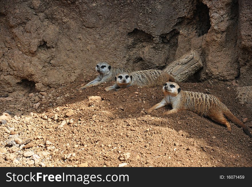 Three Meerkats laying in the sand