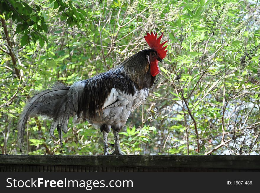 A single rooster sitting on a fence