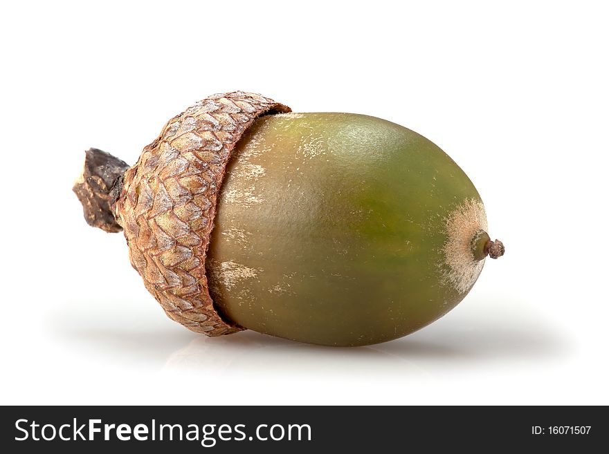 Macro acorn on white background