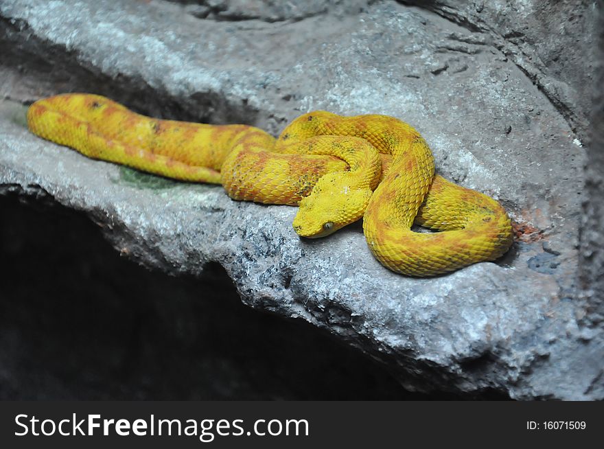 Yellow Eyelash Viper resting on rocks