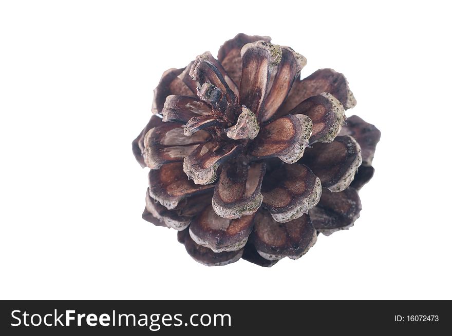 Pine Cone Isolated On White