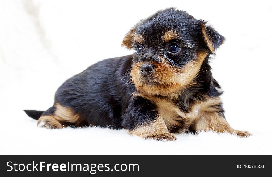 Puppy yorkshire terrier on the white background