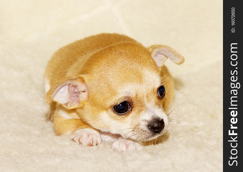 Chihuahua puppy on the white