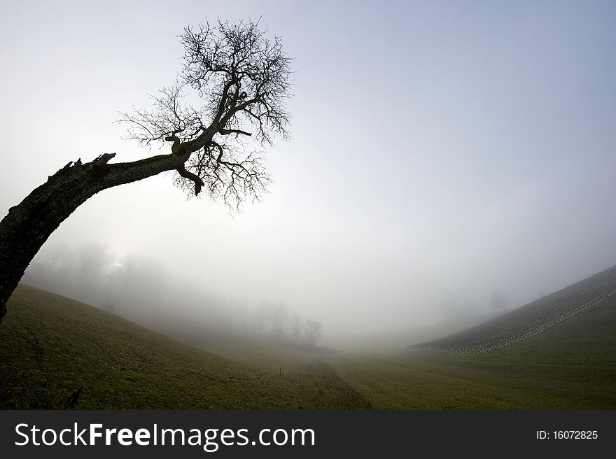 Cold autumn morning with fog over the landscape and lonely tree. Cold autumn morning with fog over the landscape and lonely tree.