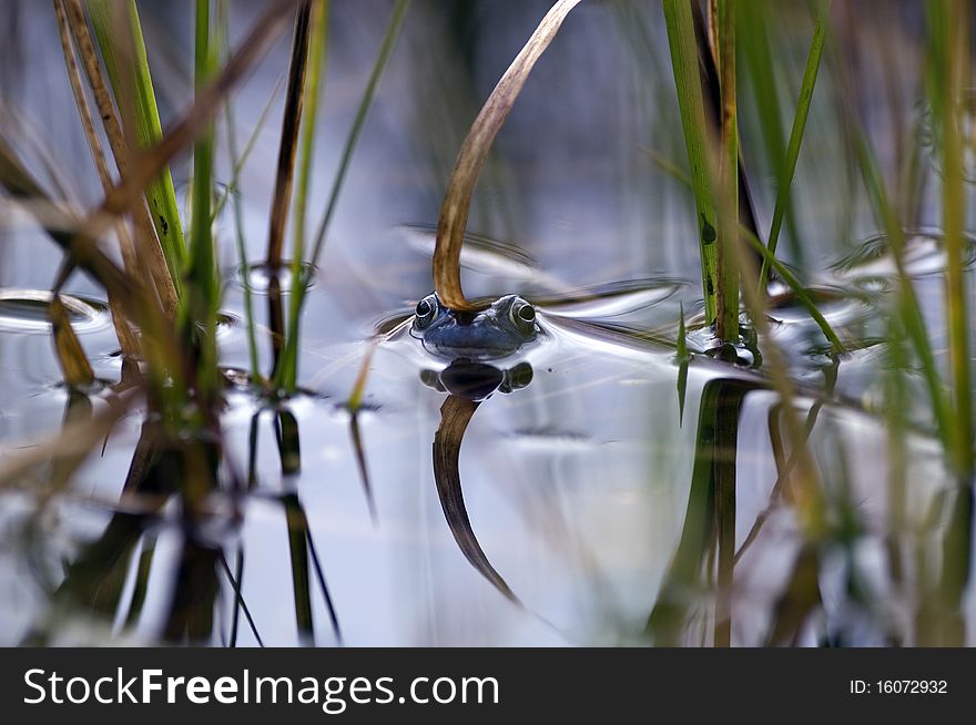 Frog in the swamp water.