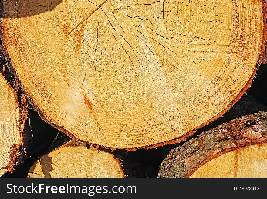 A Sawn End Of Pine Log Close-up