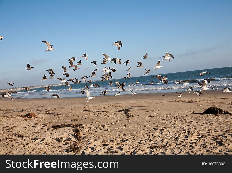 Crowds of birds flying over the beach in Southern California