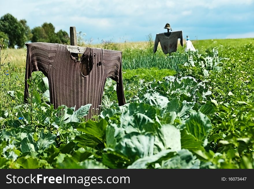 A scarecrow on a field where cultivated vegetables