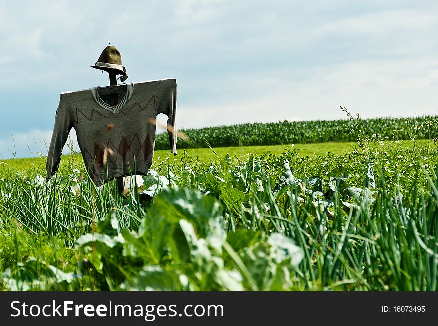 A scarecrow on a field where cultivated vegetables