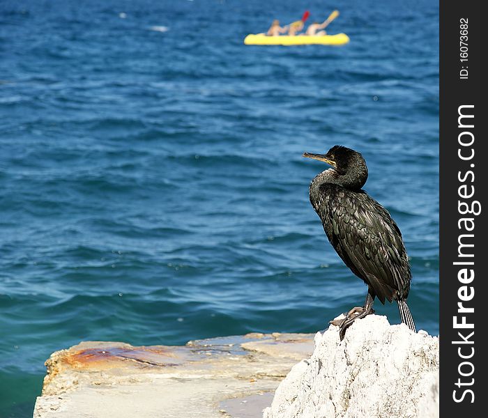 The Great Cormorant (Phalacrocorax carbo), known as the Great Black Cormorant across the Northern Hemisphere, the Black Cormorant in Australia and the Black Shag further south in New Zealand, is a widespread member of the cormorant family of seabirds. It breeds in much of the Old World and the Atlantic coast of North America