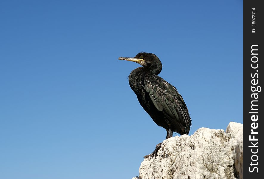 The Great Cormorant (Phalacrocorax carbo), known as the Great Black Cormorant across the Northern Hemisphere, the Black Cormorant in Australia and the Black Shag further south in New Zealand, is a widespread member of the cormorant family of seabirds. It breeds in much of the Old World and the Atlantic coast of North America