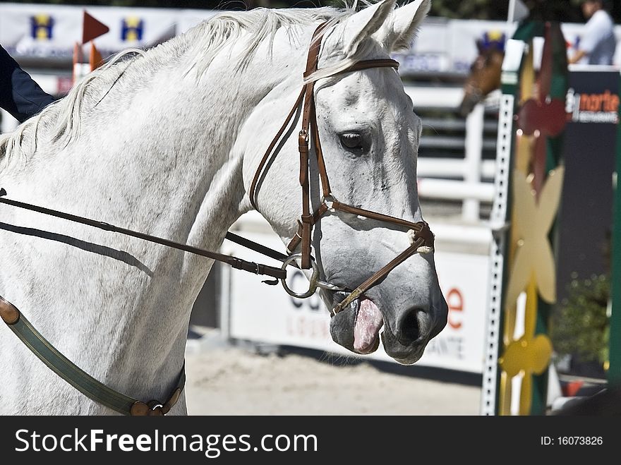 A white horse ready to jump in a competition. A white horse ready to jump in a competition.