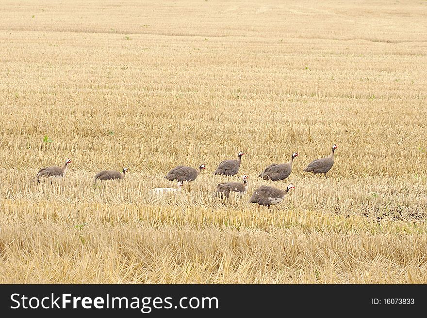 A pack of the Helmeted Guineafowl waking in a fiedof harvested wheat (Numida meleagris). Cambridgeshire UK