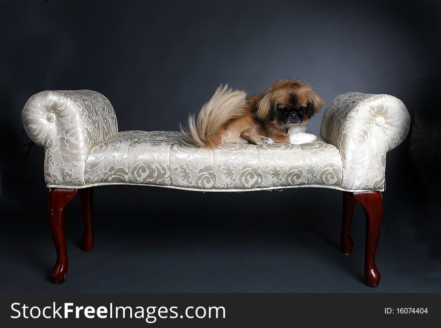 Small shiatsu dog sitting on white princess bench. Small shiatsu dog sitting on white princess bench