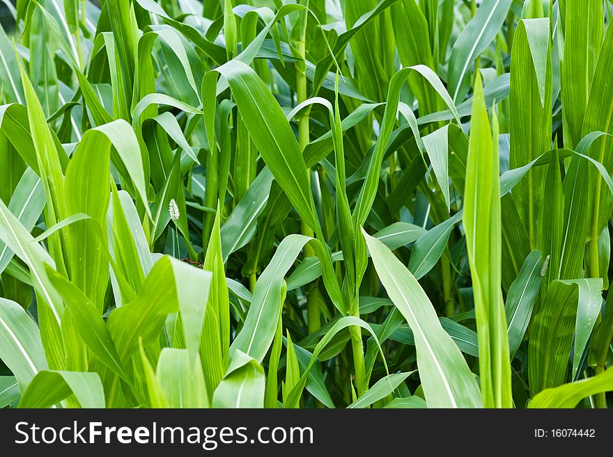 Maize Field During Summer