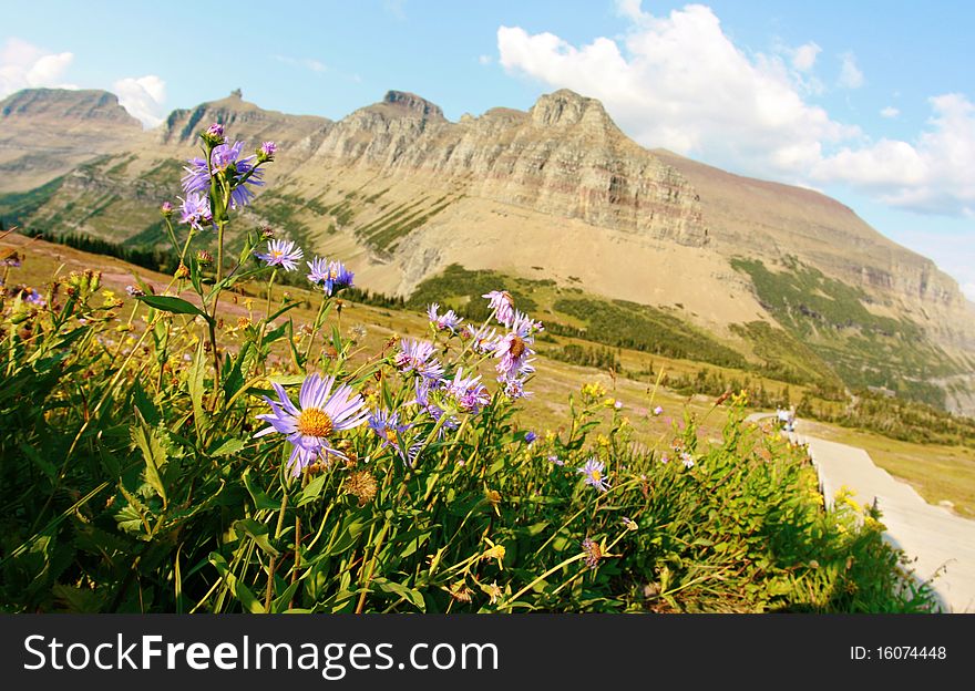 Alpine flowers on mountains background, Logan Pass, Glacier National Park, Montana. Alpine flowers on mountains background, Logan Pass, Glacier National Park, Montana.