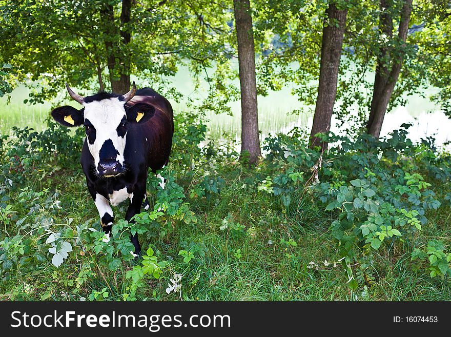 Young cow in field, against trees, looking at camera. Young cow in field, against trees, looking at camera
