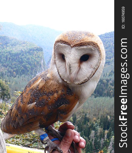 The owl sits on a hand of the person against green mountains. The owl sits on a hand of the person against green mountains