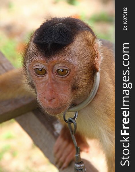 A young monkey chained playing on wood staging. A young monkey chained playing on wood staging