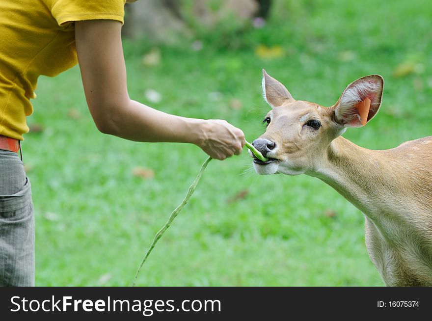 Deer feeding at open zoo.