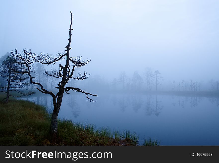 Misty morning in marsh, mysterious lakeside at foggy autumn.