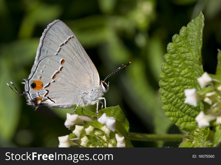 A Gray Hairstreak Butterfly on a White Lantana Flower Blooms. A Gray Hairstreak Butterfly on a White Lantana Flower Blooms