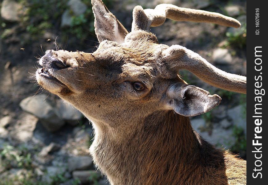 The look of an antelope. The look of an antelope