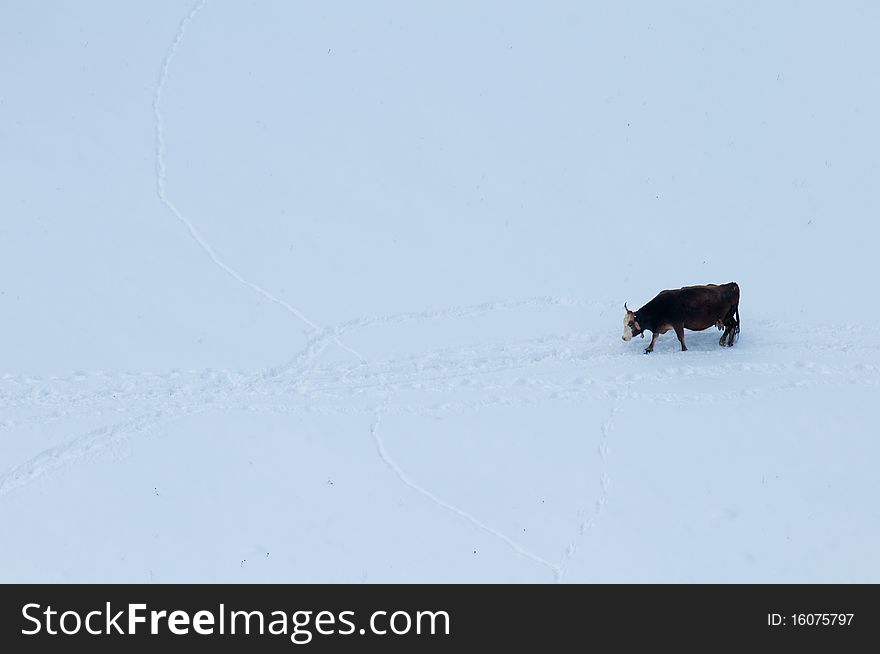 Single Cow in Snow in Winter Landscape
