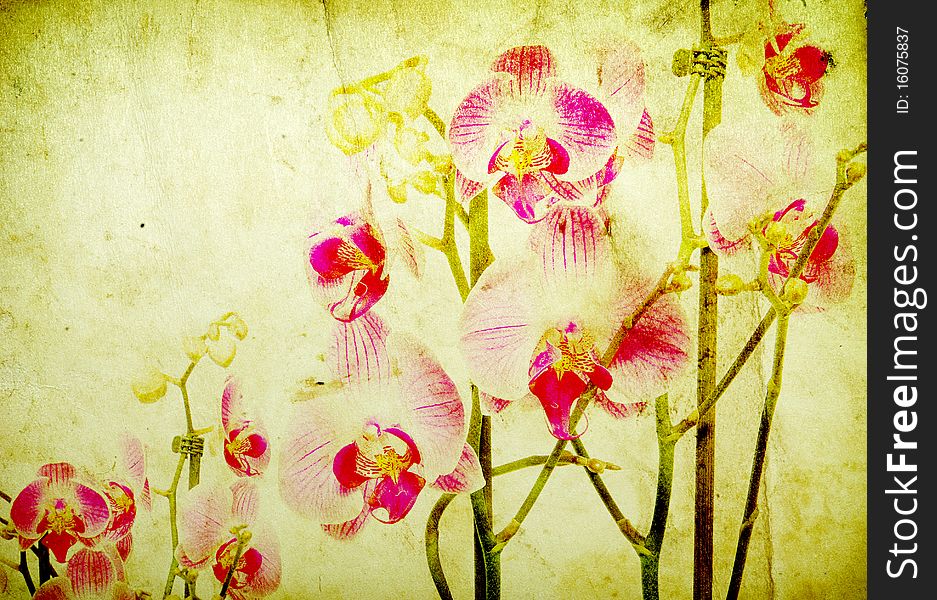 Pink orchid isolated on a grunge background