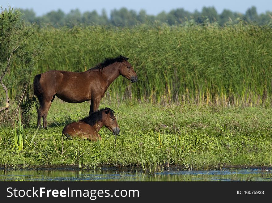 Wild Horses Pair