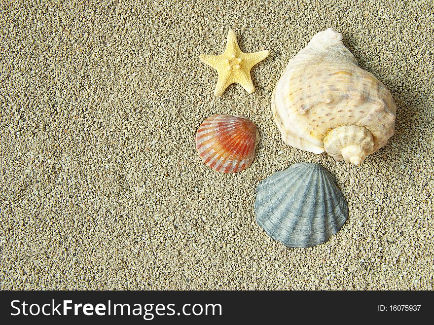 Starfish and shells on the beach